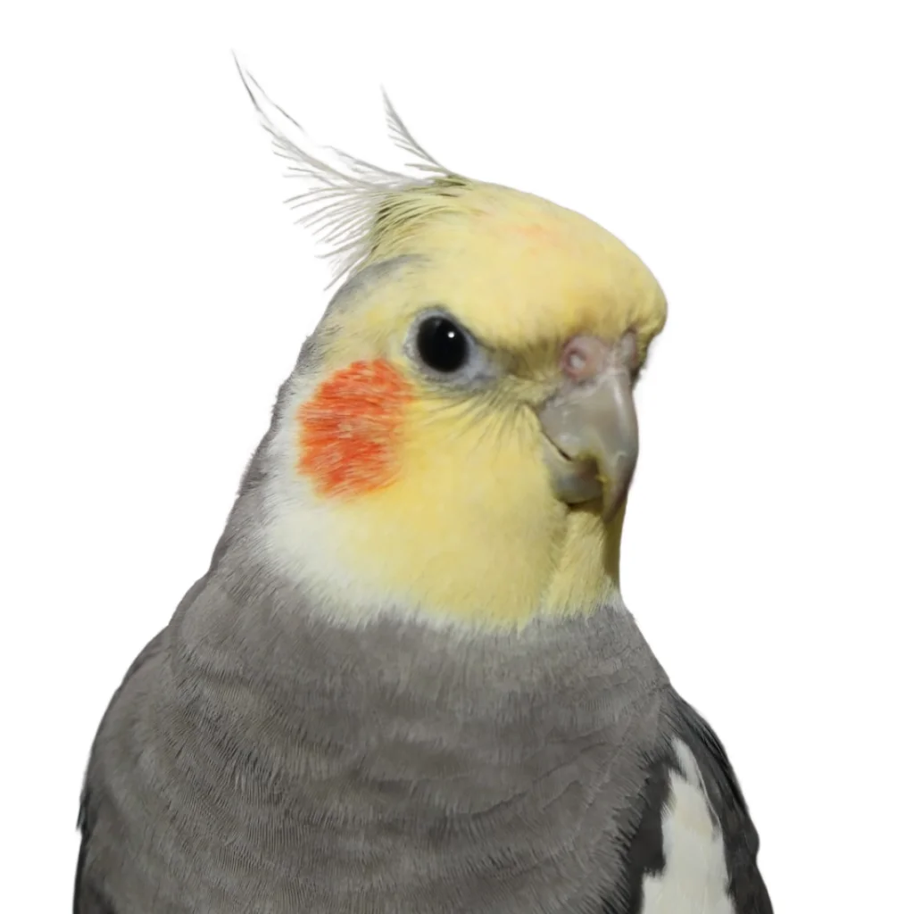 A yellow, grey and red bird.