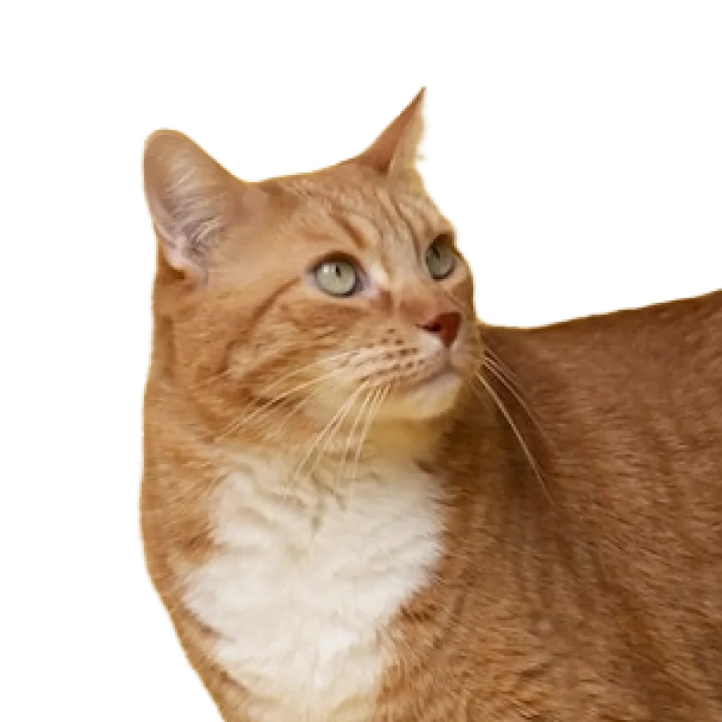 Orange cat looking up