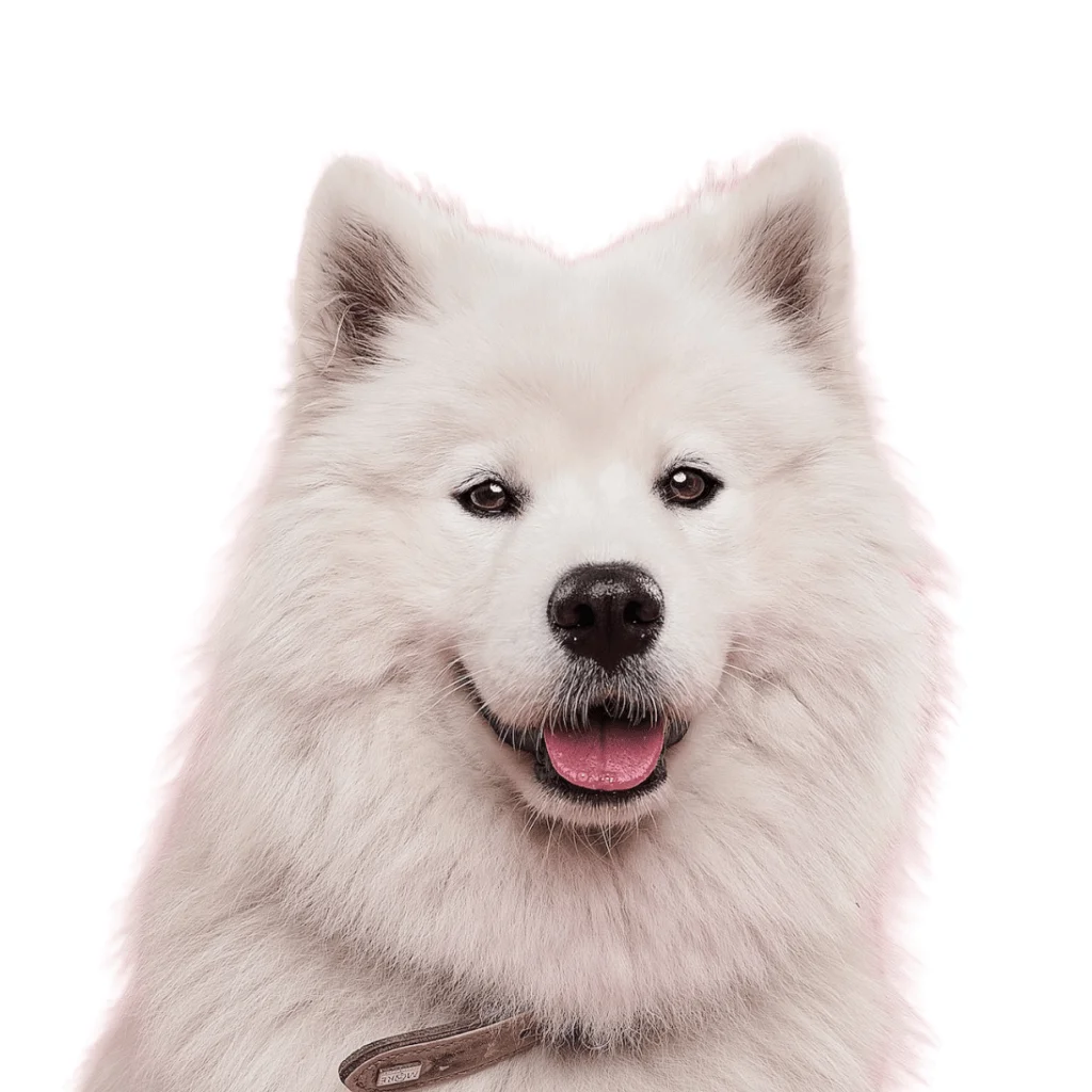 white fluffy dog, looking at the camera