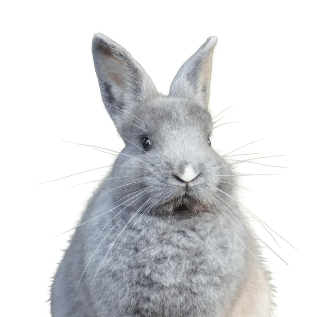 A grey rabbit looking at the camera