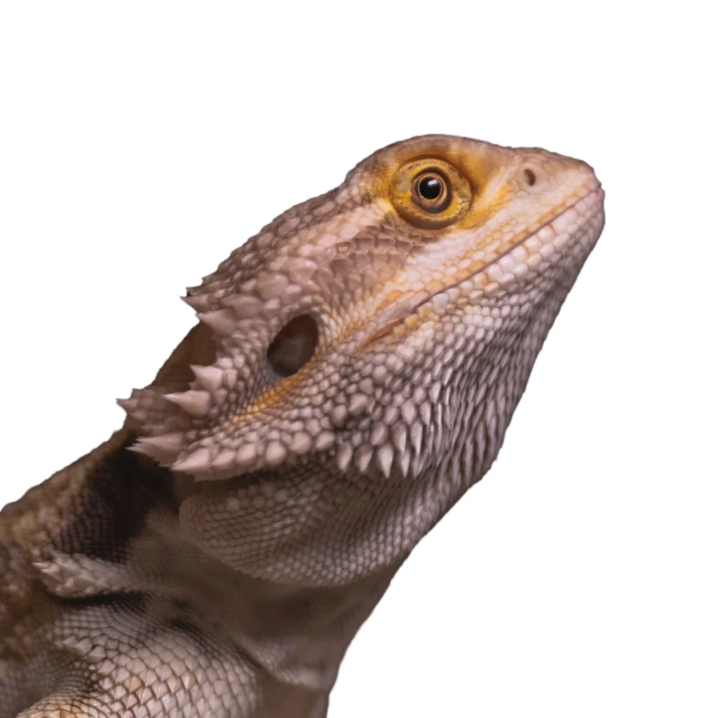 a bearded dragon